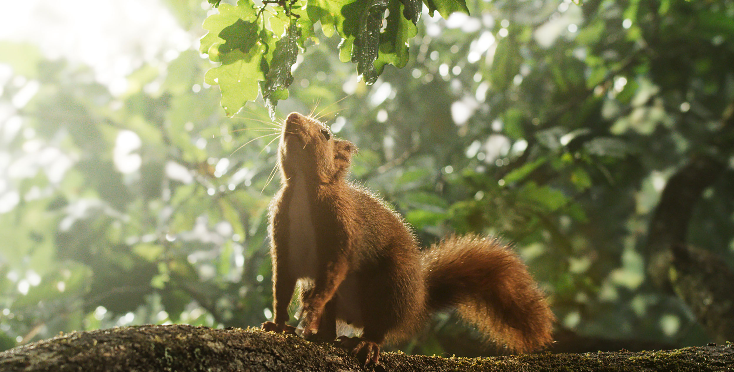 Eichhörnchen auf einer Eiche