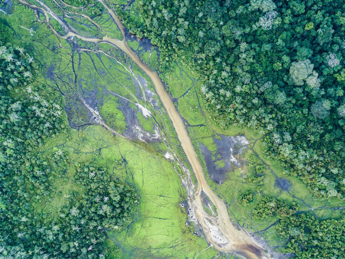 Odzala - 360° Hörerlebnis Regenwald © Scott Ramsay