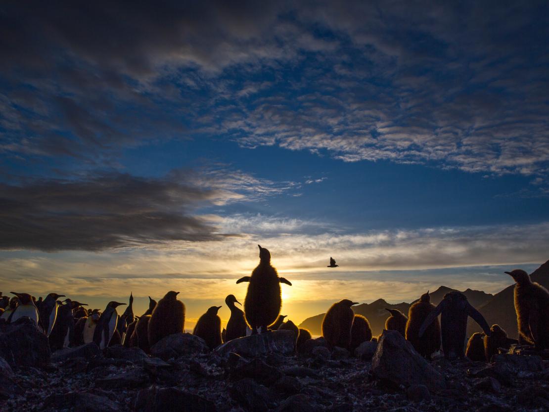 St. Andrews Bay, Südgeorgien. Heimat einer riesigen Kolonie von Königspinguinen. / Foto: Fredi Devas, © BBC NHU