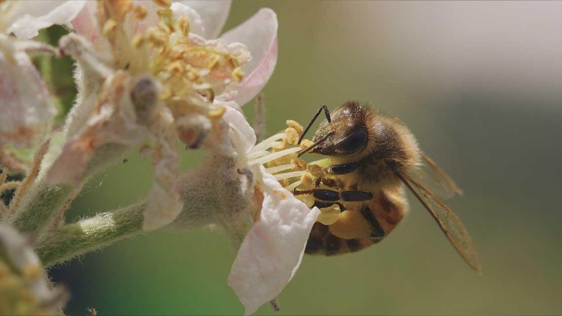 Still aus "Tagebuch einer Biene"