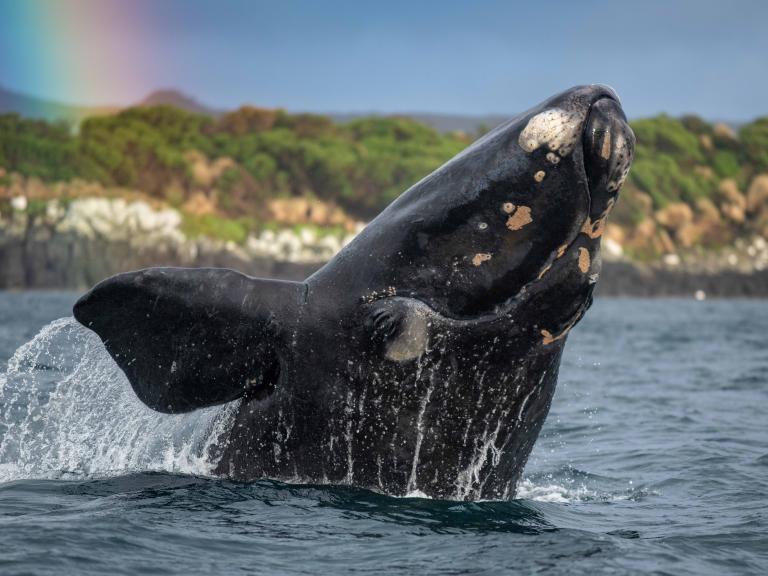 Ein südlicher Glattwal. Ihre Population von 35.000 wurde durch die Walfang-Industrie so stark reduziert, dass nur 35 Weibchen übrigblieben. Doch seit ihrem Schutz ist sie nun auf über 2.000 Tiere angewachsen. Erstaunlicherweise sind diese Tiere dem Menschen gegenüber neugierig und sanftmütig. / © Stephen Bradley