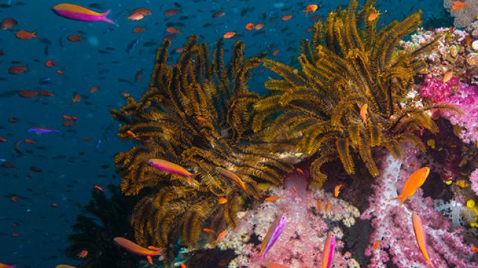 Filmstill aus »Wonders of the sea« | Unterwasseraufname eines Korallenriffs© Kinostar