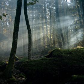 Filmstill "Der Wilde Wald" © Mindjazz Pictures