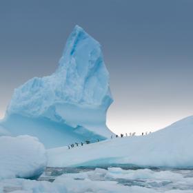 Eselspinguine auf einem Eisberg © BBC NHU