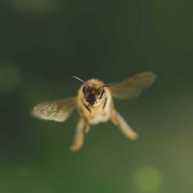 Still aus "Tagebuch einer Biene" | Bild © Brian McClatchy