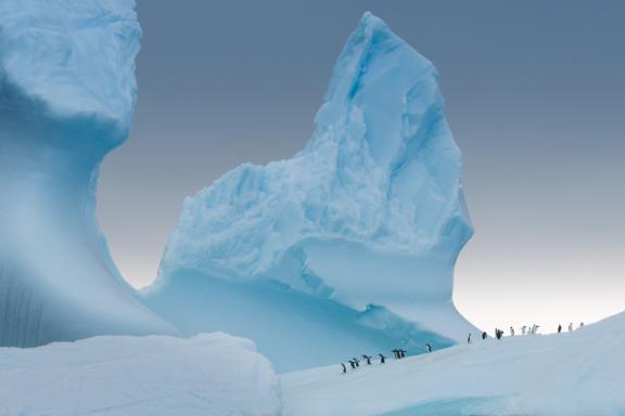 Eselspinguine auf einem Eisberg © BBC NHU