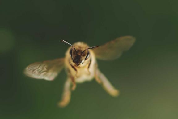 Still aus "Tagebuch einer Biene" | Bild © Brian McClatchy