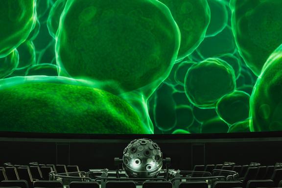 Planetariumssaal mit Projektion von Zellen in einem Blatt © SPB / Foto: Natalie Toczek