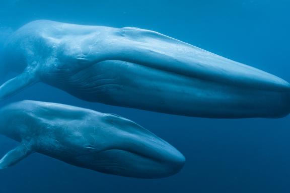 Blauwalmutter und ihr Kalb, Still aus »Blauwale – Die Rückkehr der Giganten (3D)« | © Sk Films