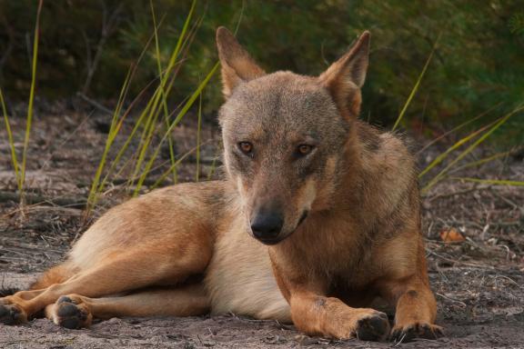 Still »Im Land der Wölfe« Wolf liegt auf dem Waldboden und schaut in die Kamera | ©ifproductions_SebastianKoerner
